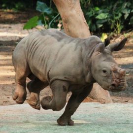 Prancing baby rhino