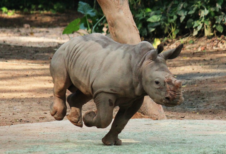 Prancing baby rhino