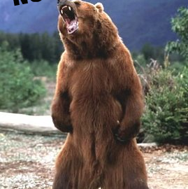 bear_no