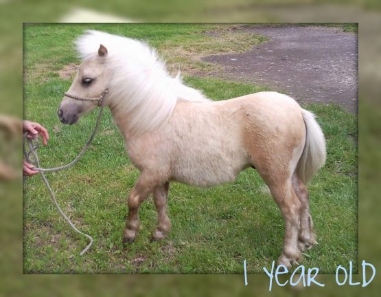 1yearoldpony