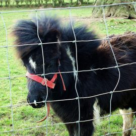 afrohawkpony