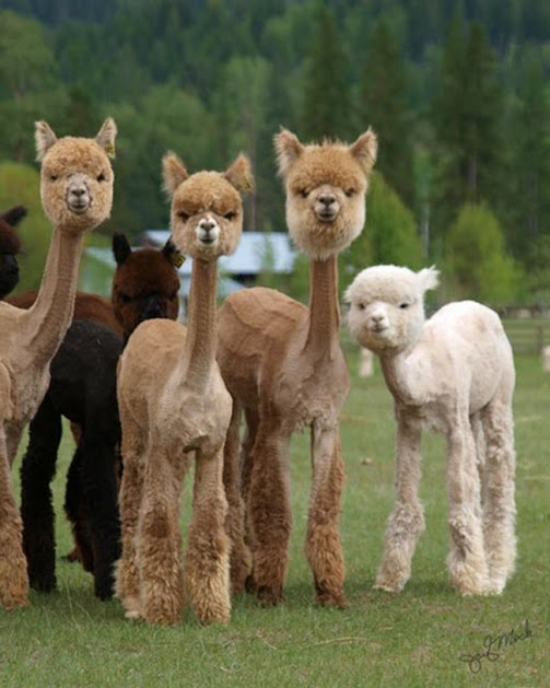 alpacasshavesusbzoso