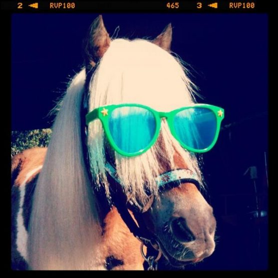 amoswonderhorsefridayglasses