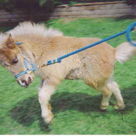 Baby-Pony1-pulling-leash