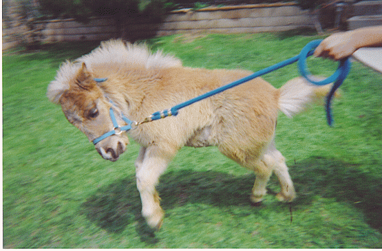 Baby-Pony1-pulling-leash