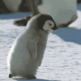 babypenguin