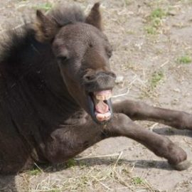 black-mini-horse-yawning