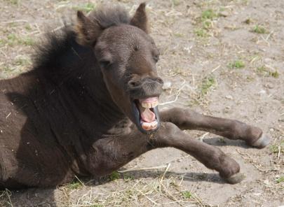 black-mini-horse-yawning