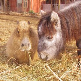 cheesecakecapybaraminiponywalterflanagan