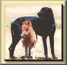 dog_horse3