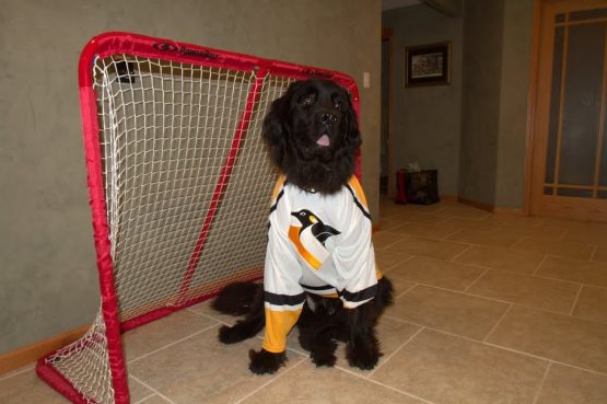 dogtightpenguinsjerseyjohn