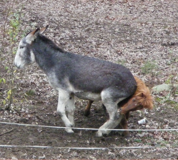 donkeysittingonminihorse