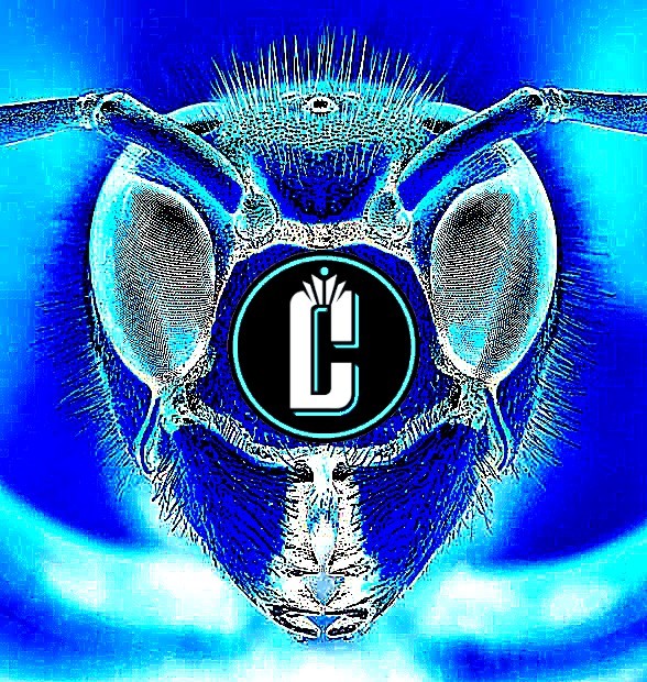 hornet_head charlotte logo ver4