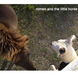 horse_romeo