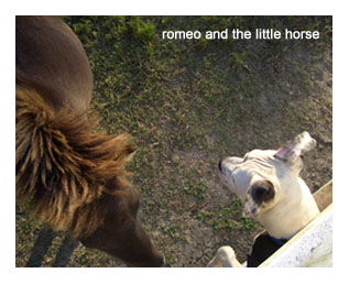 horse_romeo