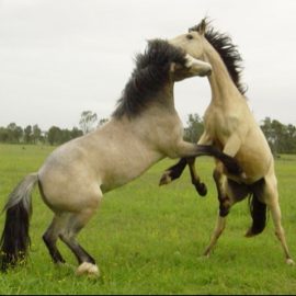 horsesjump