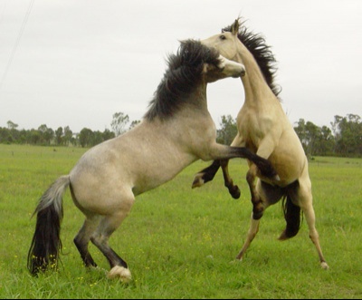 horsesjump