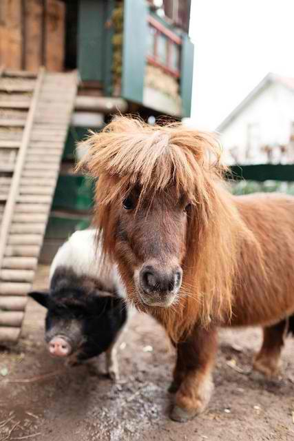 Little-pony-with-pig