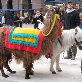 llamaandminipony