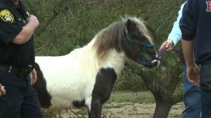 mini-horse-rescue-canal-patricktwitter