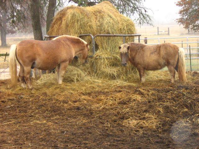 mini-horses