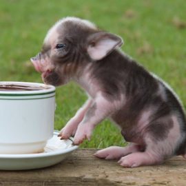 mini_pig_2