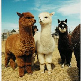 minialpacashannah