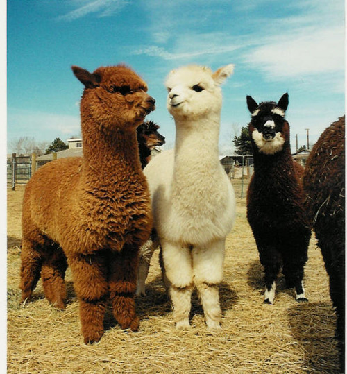 minialpacashannah