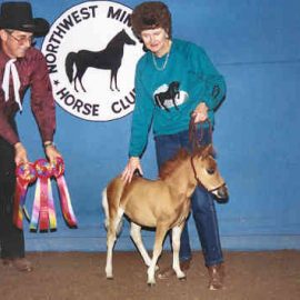 miniature-horse-0062