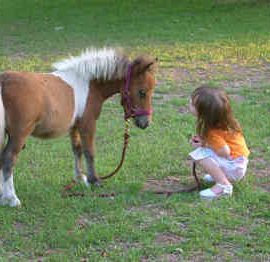 miniature-horse-0076