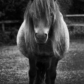 miniature-pony-resting-796091