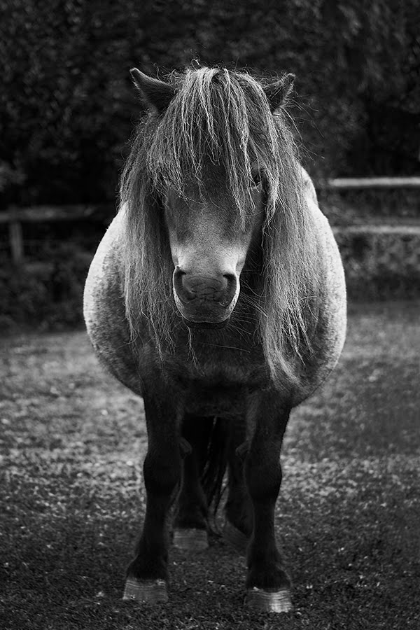 miniature-pony-resting-796091