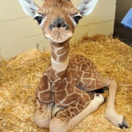 minibabygiraffeusbzoso