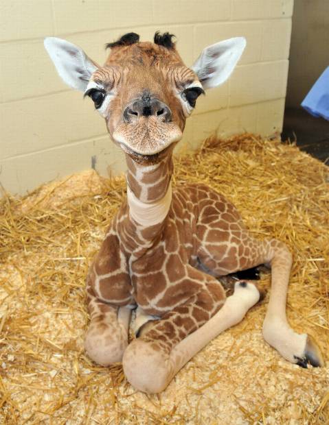 minibabygiraffeusbzoso