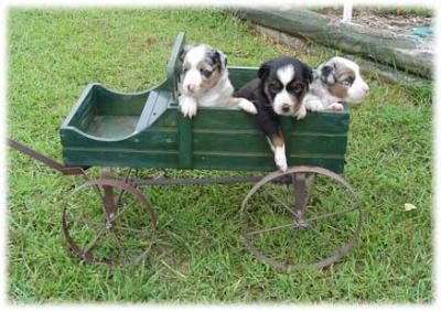 minihorsecartpuppies