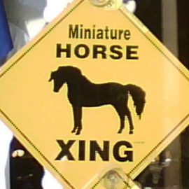 minihorsecrossing