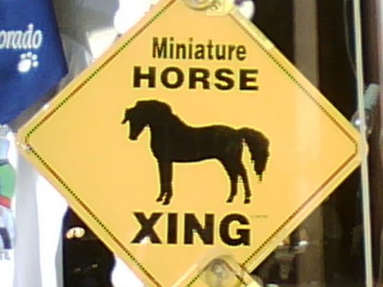 minihorsecrossing