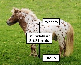 minihorsediagram