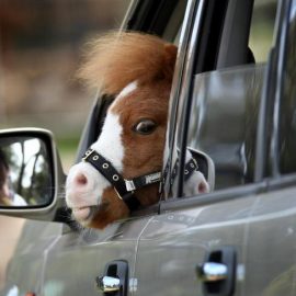 minihorsefacecar