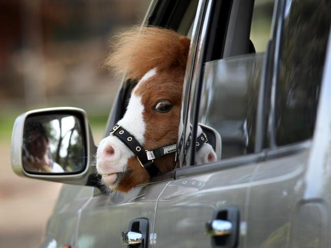 minihorsefacecar