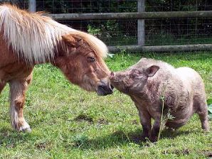 minihorsepig