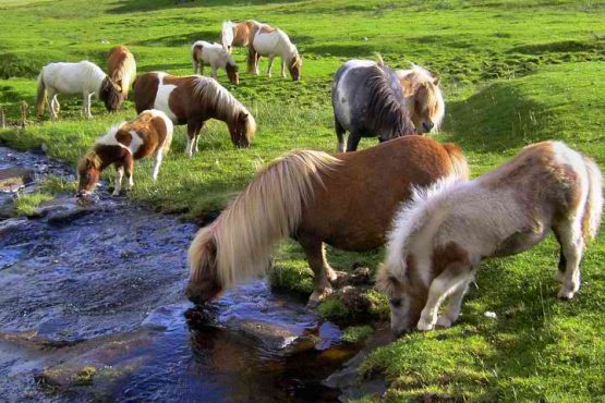 minishetlandsdrinkinglake