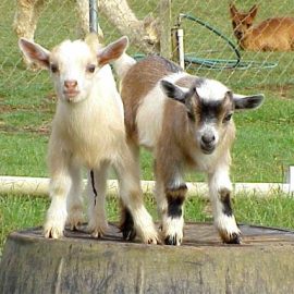 nigerian-dwarf-goat-juliesjungle-2795-20090409-331