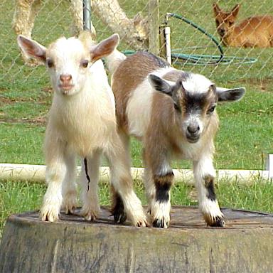 nigerian-dwarf-goat-juliesjungle-2795-20090409-331