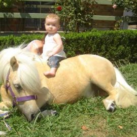 pony-ride