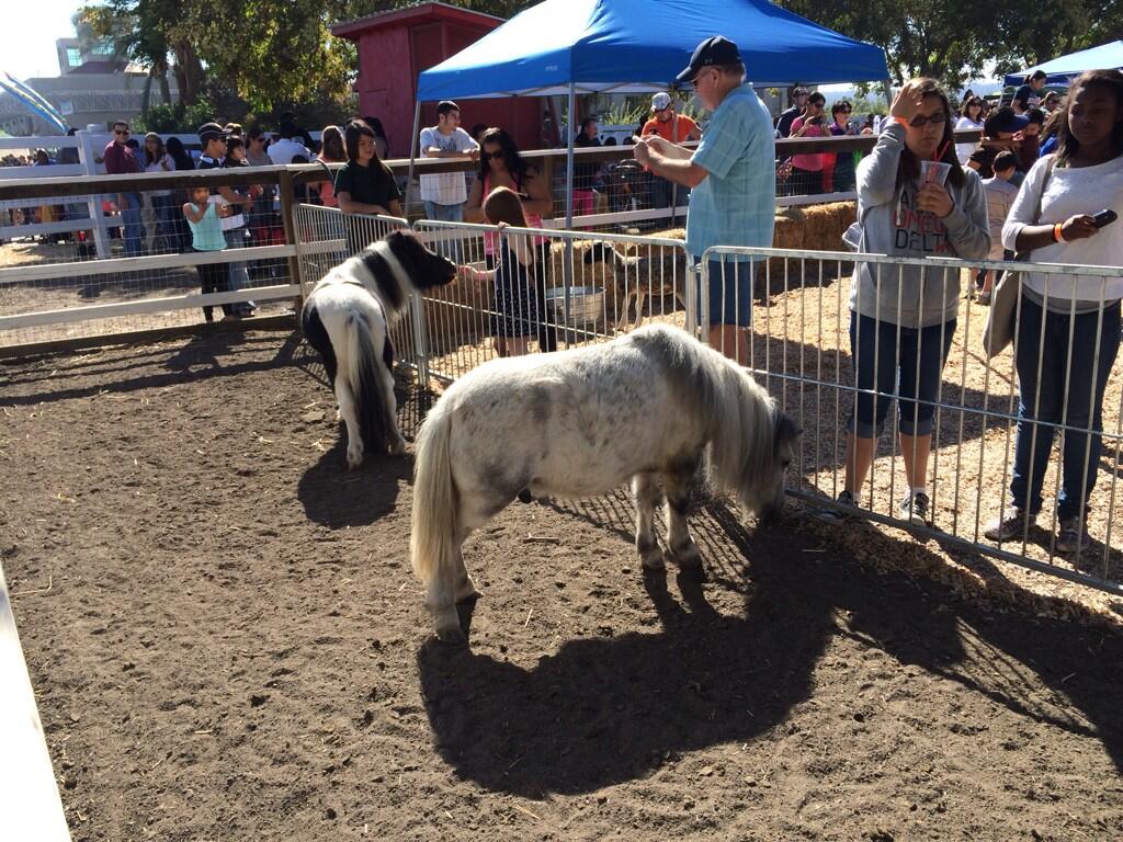 pumpkinfestminipony2013smokeycloud