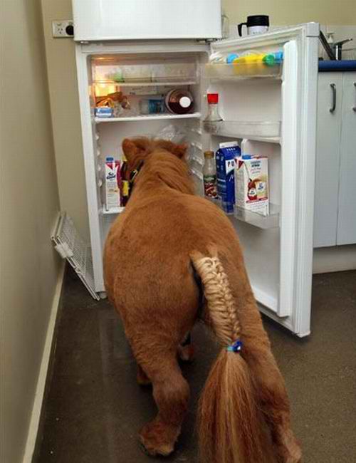 refrigeratorminipony