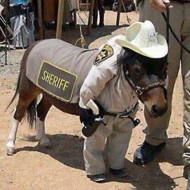 sheriffminipony