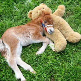 shetland-pony_teddybear