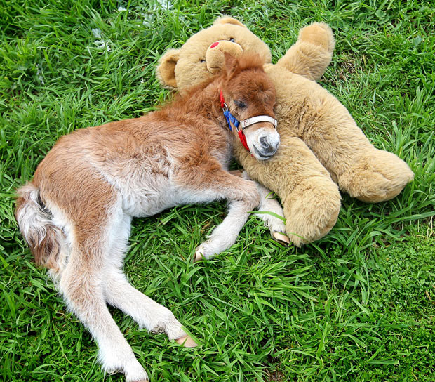shetland-pony_teddybear